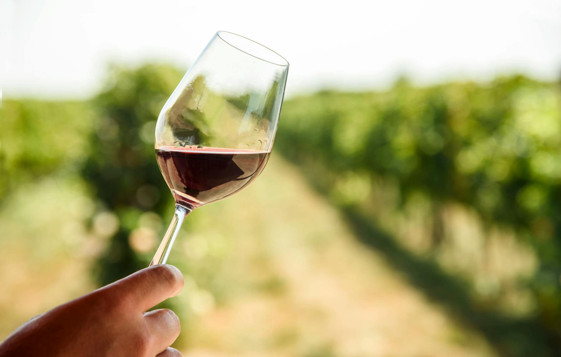 A glass of red wine in the vineyards